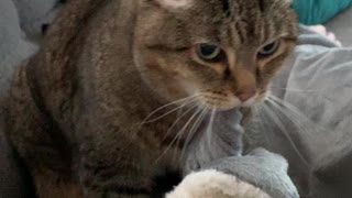 Cute Cat Has Adorable Rotating Routine