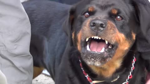 Angry rottweiler