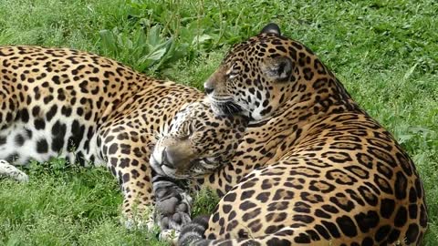 animal selvagem ONÇA PINTADA CASAL pantanal amazônia Brazil