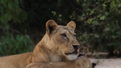 Lion Cubs Cuddles With Mom