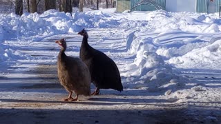 Sound of the Guinea