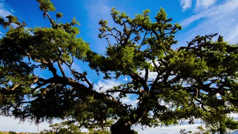 Huge argan tree in the savanna