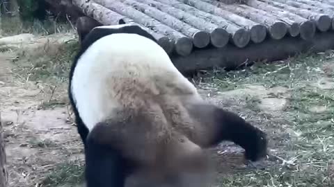 kungfu Panda