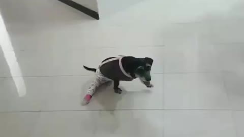 Ethnic cute dog is running hard on his front two legs and wants to reach his destination. Viral dogs