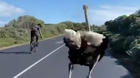 Bet between men and ostrich