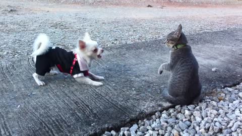 The Cutest dog!! (White Chihuahua playing with cat)