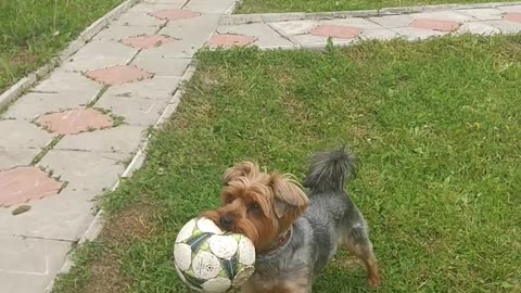 Dog brings the ball