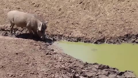 Watch how crocodiles hunt animals while drinking water