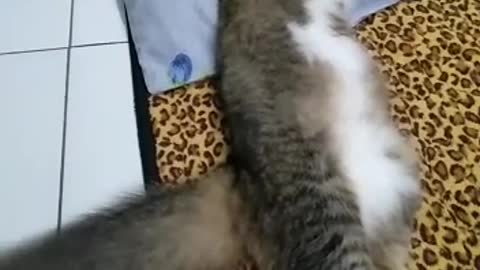 Cat sleeping while listening to music