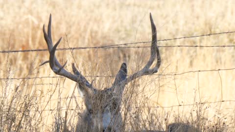 Large mule deer buck resting in the tall grass in morning