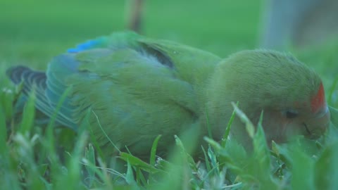 Funny Video A Colorful Bird on The Ground