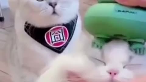 cute and funny kitten