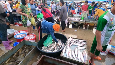 World most busy fish market, Best Fish Distribution Site - Tons of Lobsters & River Fish Supplies