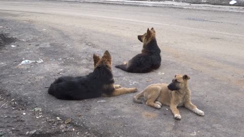 Dogs Waiting At The Roadside