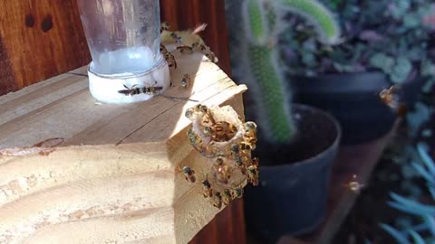 Relax your mind watching the works of Brazilian stingless bees - calm music, nature.