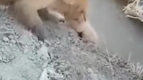 Golden Retriever Puppy Saved From Falling in Water