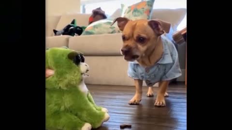 Funny Pet Videos | Funny Dog Reaction – Try not to laugh #shorts