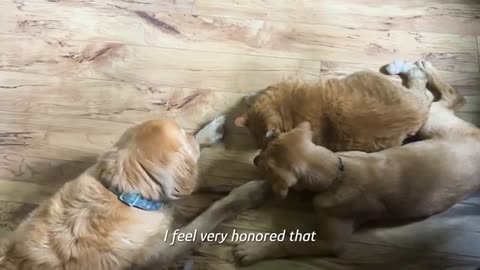 Two Dogs Fall Head Over Paws For This Cat