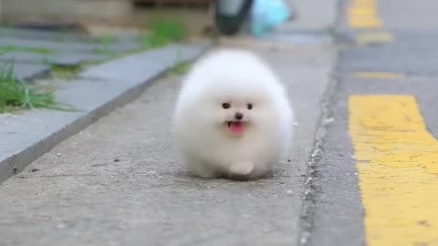 White minicup Pomeranian puppy (lovely puppy)