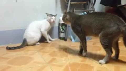 Two Cat are fiting