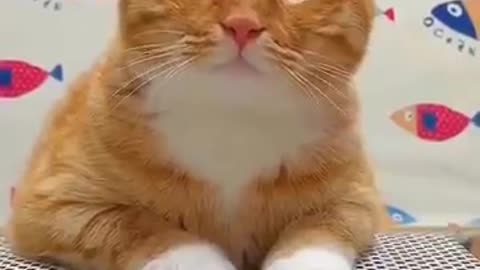 Cute Cats and Funny Animals Compilation 😹 Try Not To Laugh Challenge - Cute Cat 2021 now