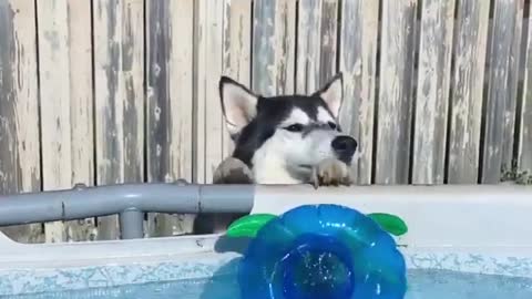 Husky's ready to take a bath. I love it