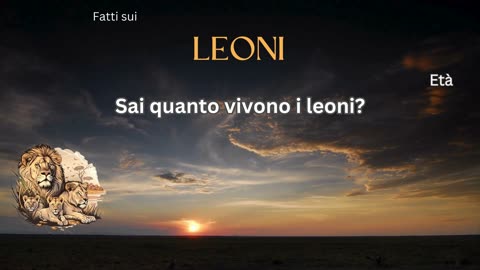 Fatto del Leone 1 - Sai quanto vivono i leoni?