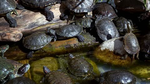 Animal Water Turtles In A Water Pool