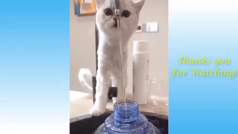 Cute cats and funny moment