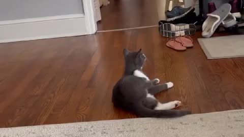 Porkchop the Kitten Responds to Cat Translator App