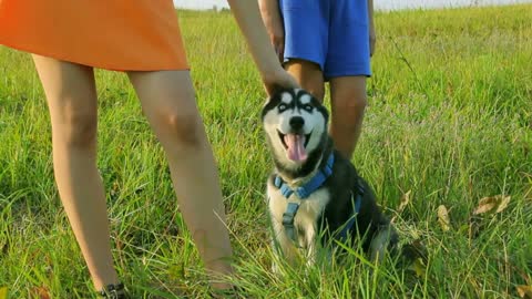 Two kids and happy dog relaxing in the meadow in summer