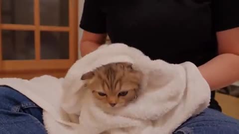 what happened! ? A cute kitten worrying about the kitten after taking a bath.