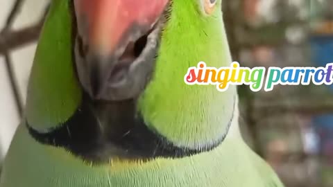 singing parrot 🦜