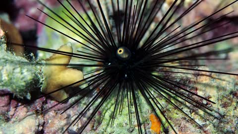 Long Spined Sea Urchin Spotted at Night