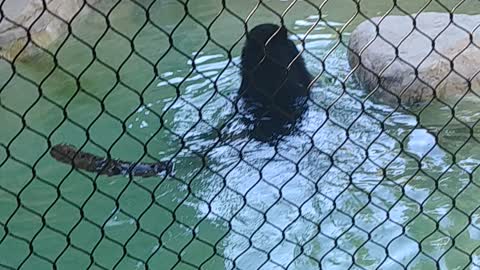 Bear in the pool