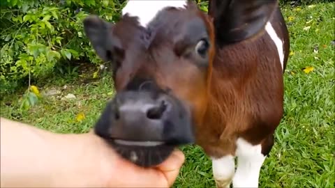 🐮 Cute Baby Calves Contemplation - A Moment of Serenity 🌾