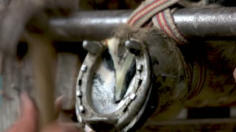 Farrier putting up metal horseshoe on horse hoof