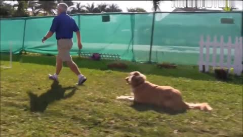 Dogs training in a fun way