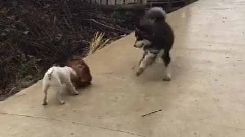 The dog and chicken fight, the ninja rooster. The poor dog