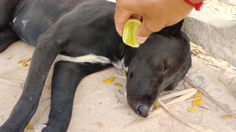 Wow Amazing!!! Lemon prank dog