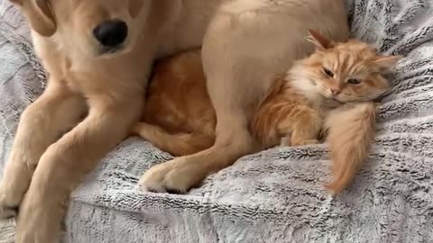 Dog and cat fun time