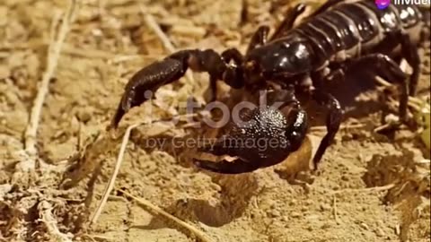 The Amazing Life Cycle of Scorpions- From Birth to Independence