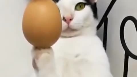 Cute cat with Egg !!! amazing