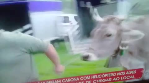 a vaca foi pro brejo mesmo pt4