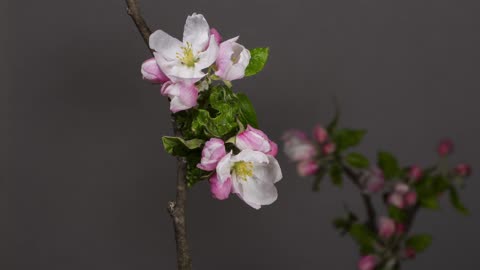 Apple blossom