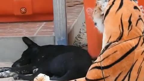 Fake Tiger Vs Puppy new content 2021