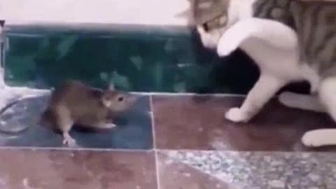 Cat and reat amazing fighting video