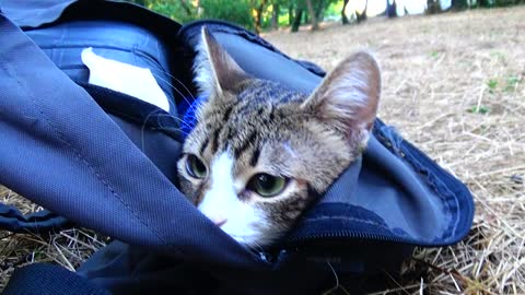 Cute Little Cat Is Fearful to Be Outside of His House