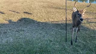 A deer friend enjoys an apple