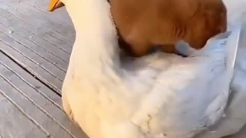 Puppy getting a ride from a duck